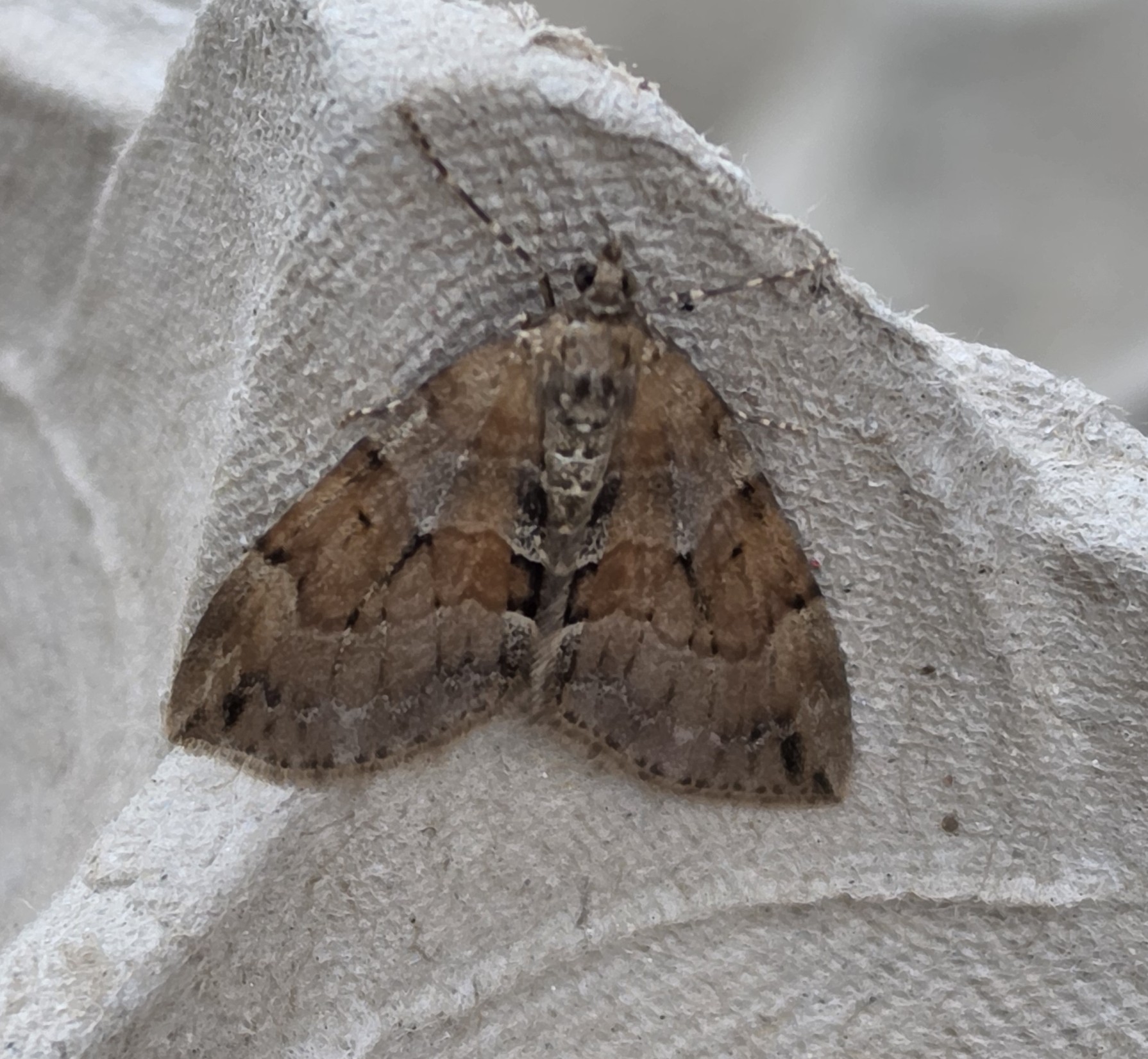 Photo of Grey Pine Carpet (Thera obeliscata)